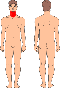 Cuello Anterior
