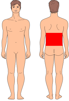 1/2 Espalda