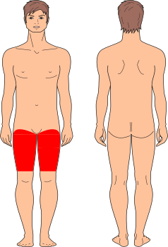 Muslos Anteriores