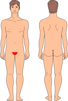 Pelvis Completa Con Tira